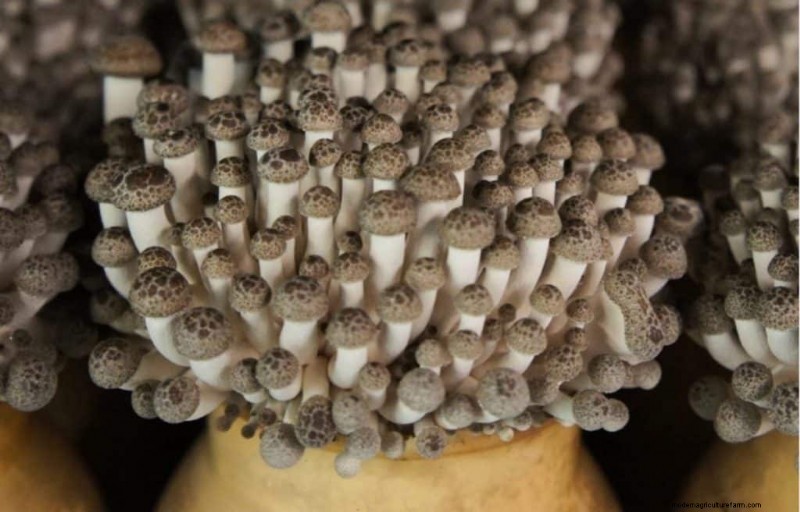 Funghi Shimeji:una guida completa alla coltivazione e al sapore 