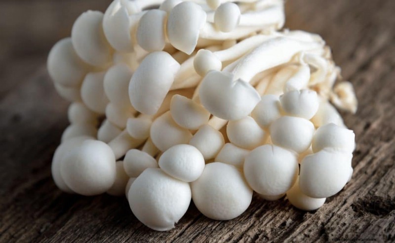 Funghi Shimeji:una guida completa alla coltivazione e al sapore 