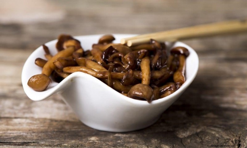 Funghi Shimeji:una guida completa alla coltivazione e al sapore 