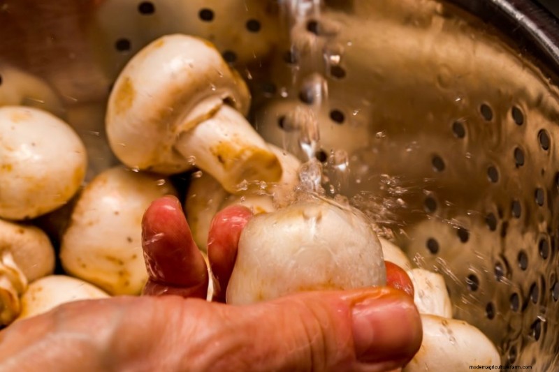 Sostituti della carne di funghi:una guida completa alle proteine ​​vegetali 