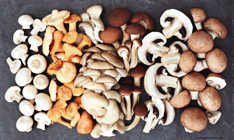 Hongos y proteínas:una guía completa para consumidores preocupados por su salud 