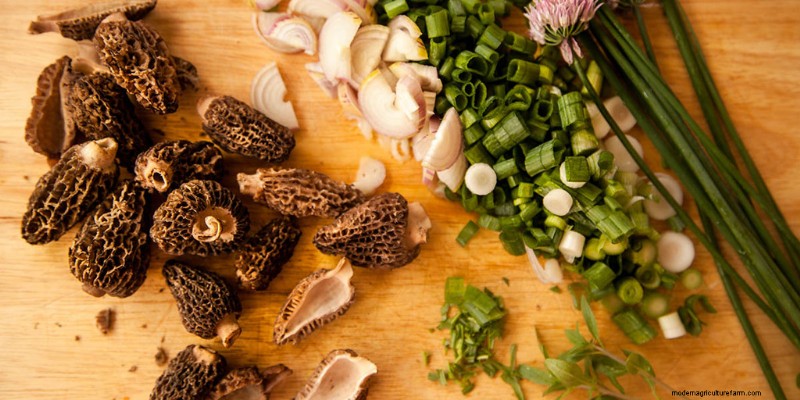 Hongos y proteínas:una guía completa para consumidores preocupados por su salud 