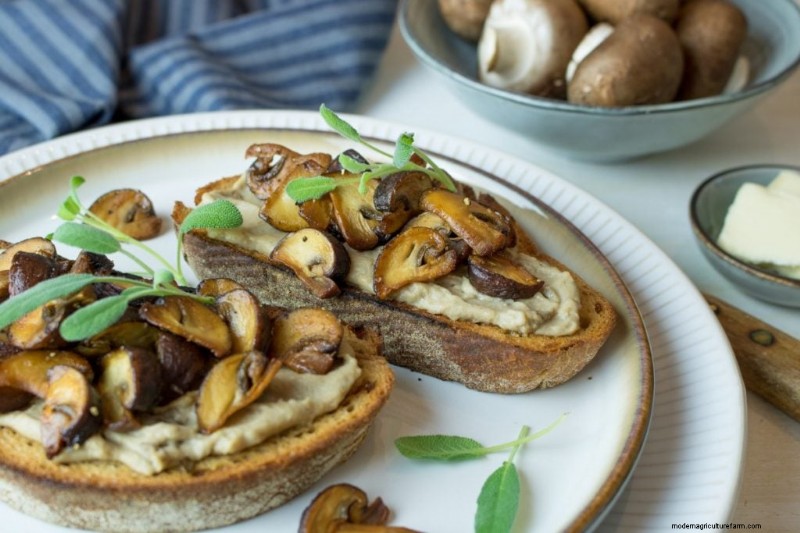 Hongos y proteínas:una guía completa para consumidores preocupados por su salud 