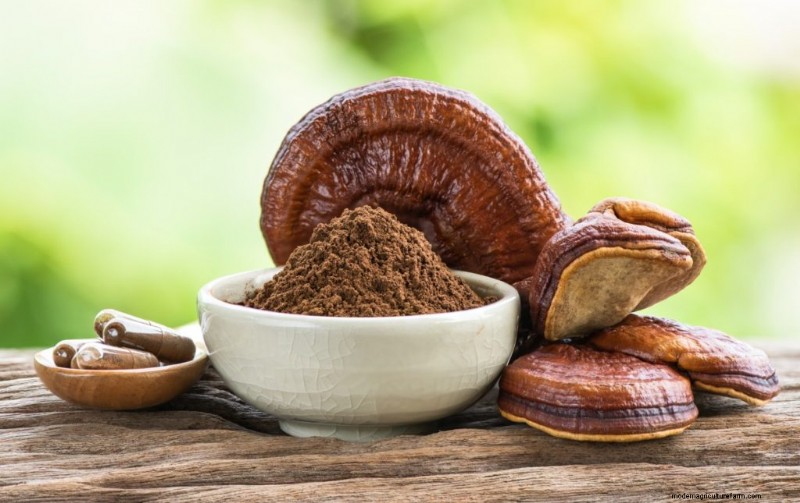 Hongos y proteínas:una guía completa para consumidores preocupados por su salud 