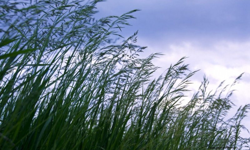 Endofytische schimmels:het potentieel van de natuur voor landbouw en geneeskunde ontsluiten 