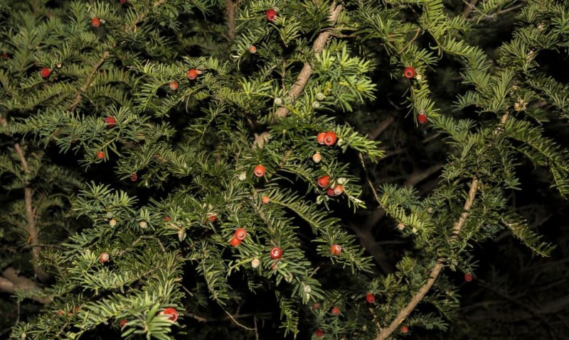 Endofytische schimmels:het potentieel van de natuur voor landbouw en geneeskunde ontsluiten 