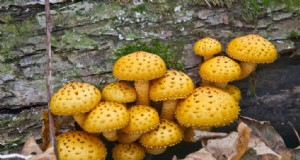 Funghi saprotrofi:una guida completa ai decompositori 
