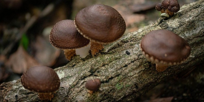 腐栄養性キノコ:分解者に関する包括的なガイド 