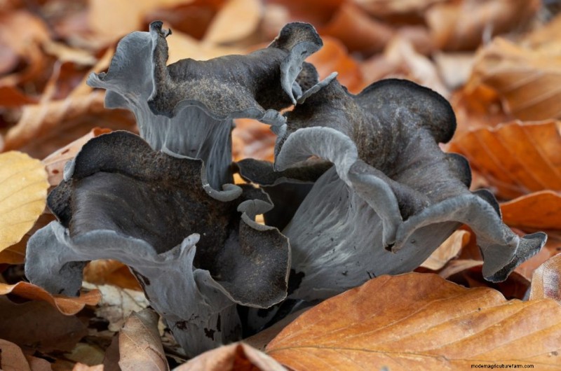 腐栄養性キノコ:分解者に関する包括的なガイド 