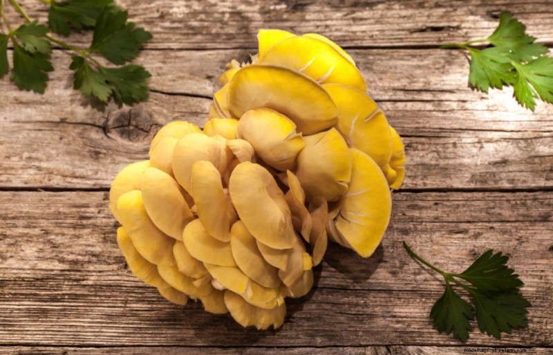Funghi Ostrica Gialli:Una guida completa per coltivare e divertirsi 