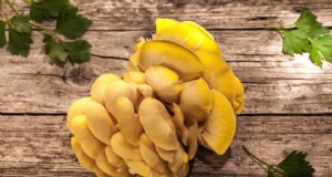 Funghi Ostrica Gialli:Una guida completa per coltivare e divertirsi 