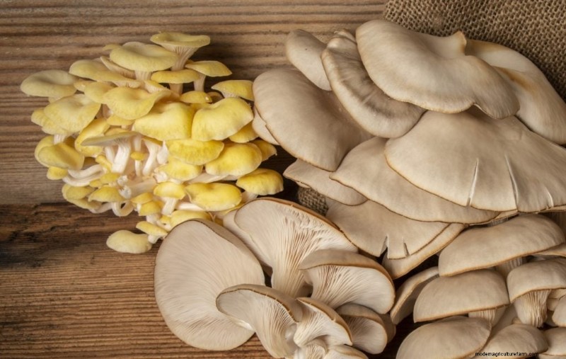 Funghi Ostrica Gialli:Una guida completa per coltivare e divertirsi 