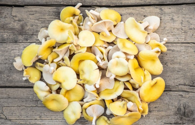 Funghi Ostrica Gialli:Una guida completa per coltivare e divertirsi 