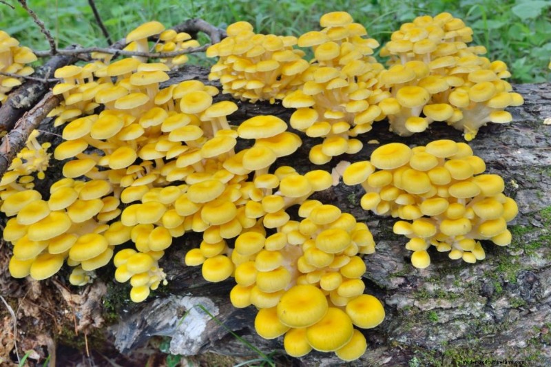 Funghi Ostrica Gialli:Una guida completa per coltivare e divertirsi 