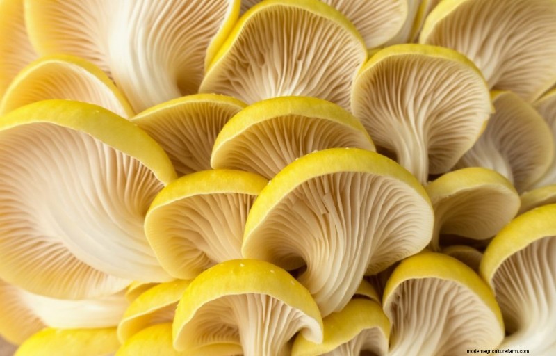 Funghi Ostrica Gialli:Una guida completa per coltivare e divertirsi 
