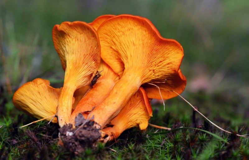 Funghi Ostrica Gialli:Una guida completa per coltivare e divertirsi 