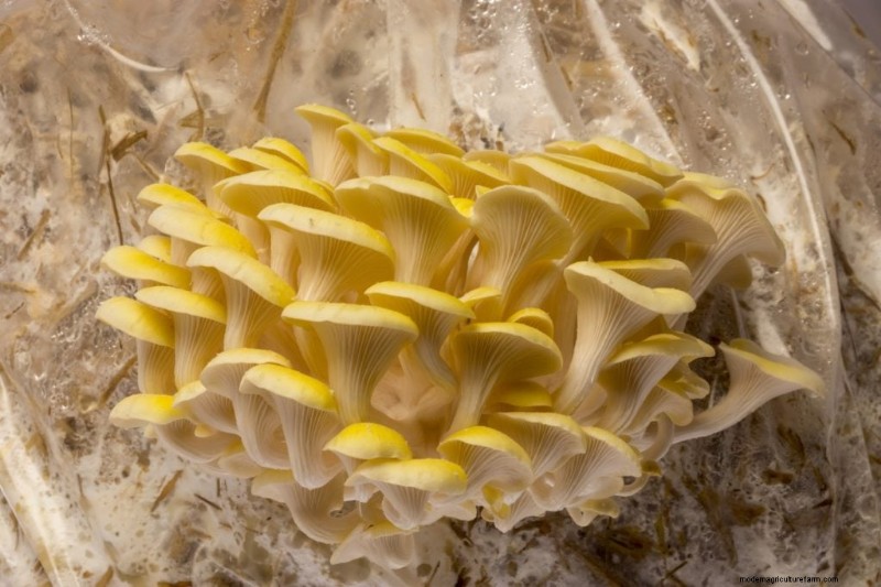 Funghi Ostrica Gialli:Una guida completa per coltivare e divertirsi 