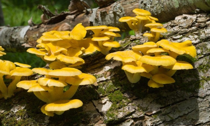 Funghi Ostrica Gialli:Una guida completa per coltivare e divertirsi 