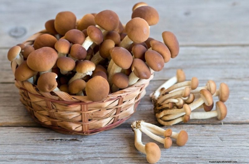 Funghi pioppini:una guida completa al sapore, alla raccolta e alla cucina 