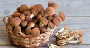 Hongos Pioppino:una guía completa sobre sabor, búsqueda de alimento y cocina 