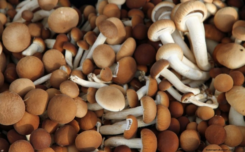Funghi pioppini:una guida completa al sapore, alla raccolta e alla cucina 