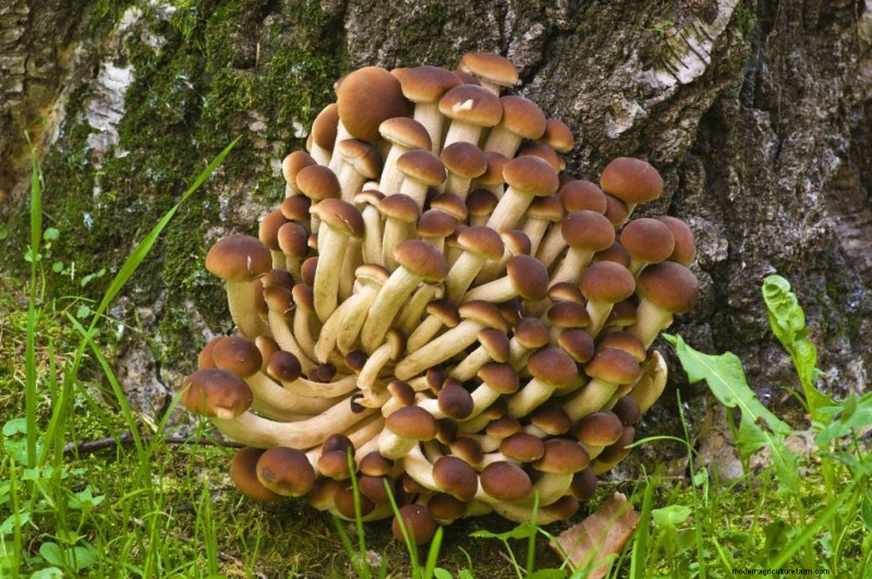 Funghi pioppini:una guida completa al sapore, alla raccolta e alla cucina 