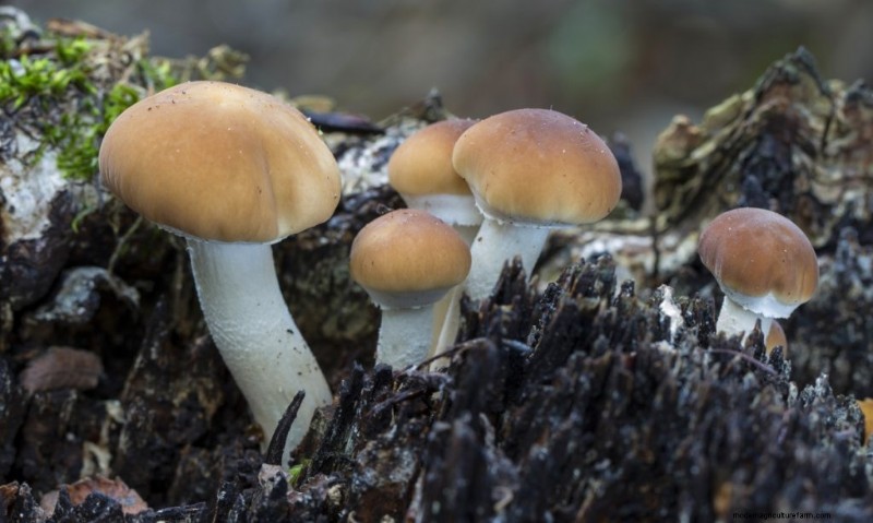 Funghi pioppini:una guida completa al sapore, alla raccolta e alla cucina 