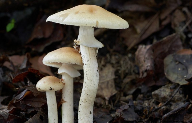 Funghi pioppini:una guida completa al sapore, alla raccolta e alla cucina 