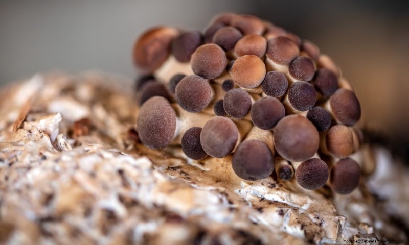 Funghi pioppini:una guida completa al sapore, alla raccolta e alla cucina 