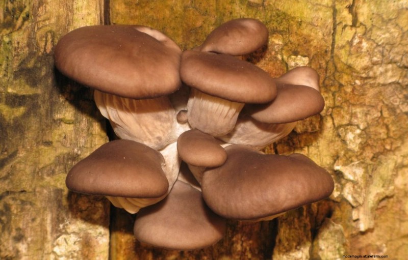 Funghi pioppini:una guida completa al sapore, alla raccolta e alla cucina 