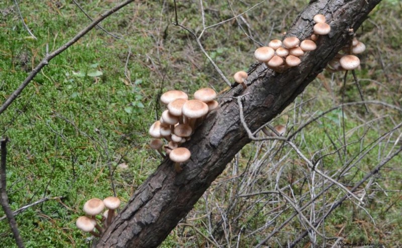 Funghi pioppini:una guida completa al sapore, alla raccolta e alla cucina 