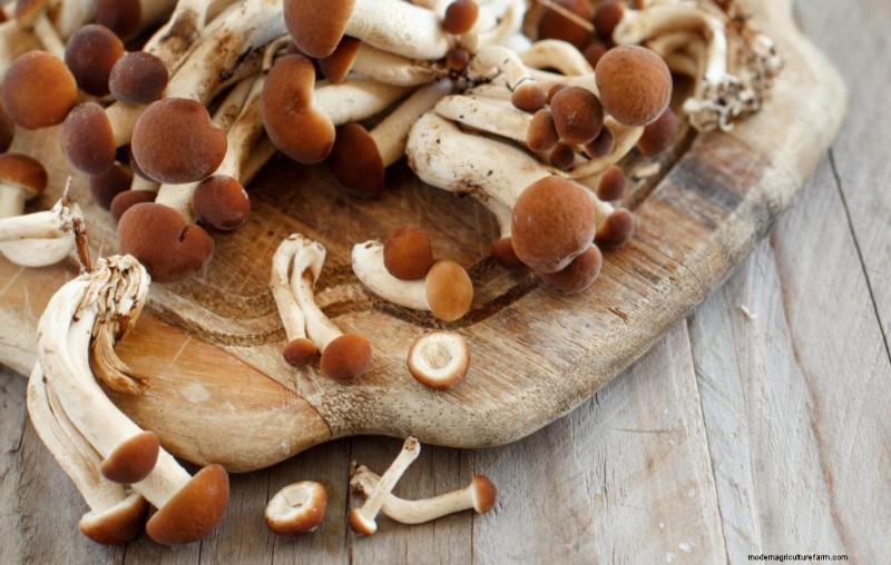Funghi pioppini:una guida completa al sapore, alla raccolta e alla cucina 