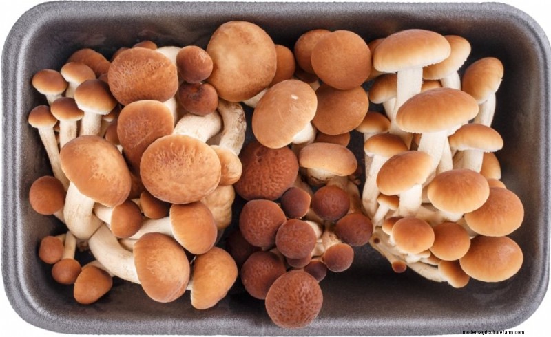 Funghi pioppini:una guida completa al sapore, alla raccolta e alla cucina 