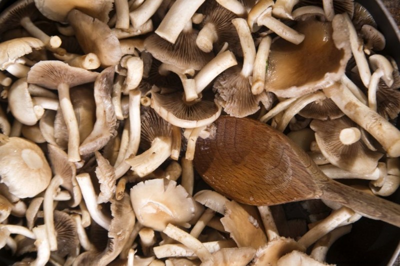 Funghi pioppini:una guida completa al sapore, alla raccolta e alla cucina 