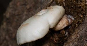 Hongos ostra de olmo:una guía de cultivo completa 