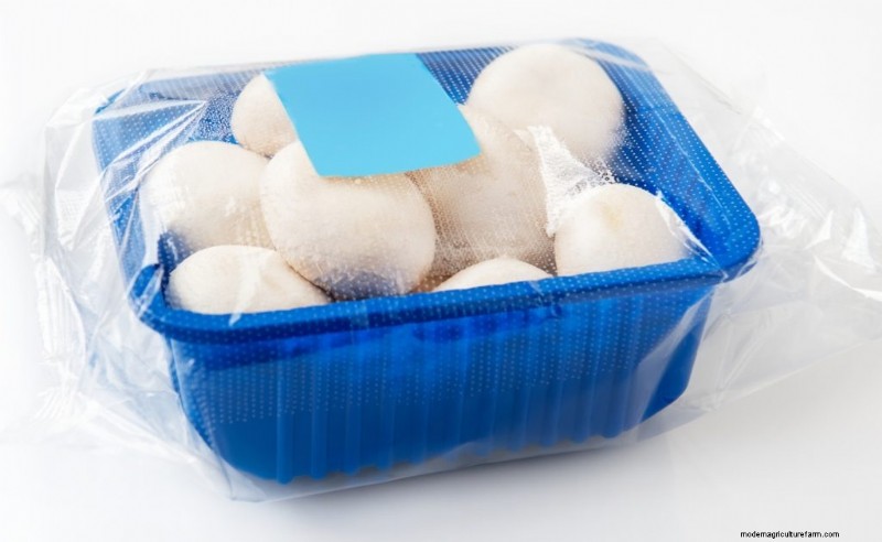 Guía de expertos:cómo almacenar champiñones para obtener la máxima frescura 