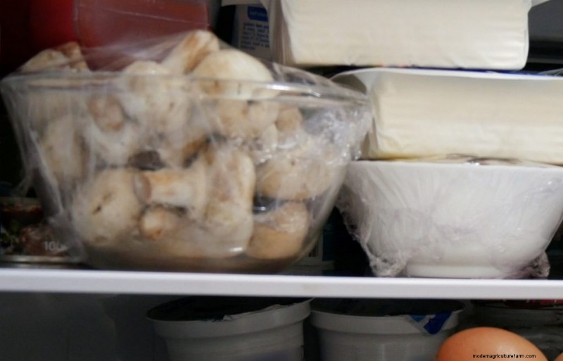 Guía de expertos:cómo almacenar champiñones para obtener la máxima frescura 