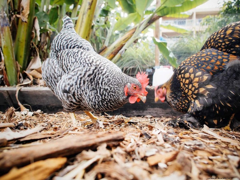 Säkra din flock:9 beprövade metoder för att rovdjurssäkra ditt hönshus och springa 