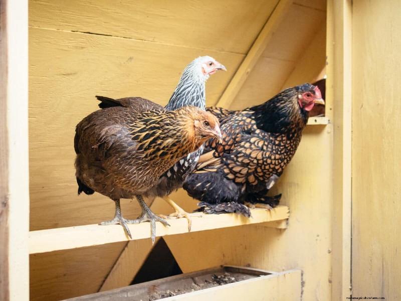 Säkra din flock:9 beprövade metoder för att rovdjurssäkra ditt hönshus och springa 