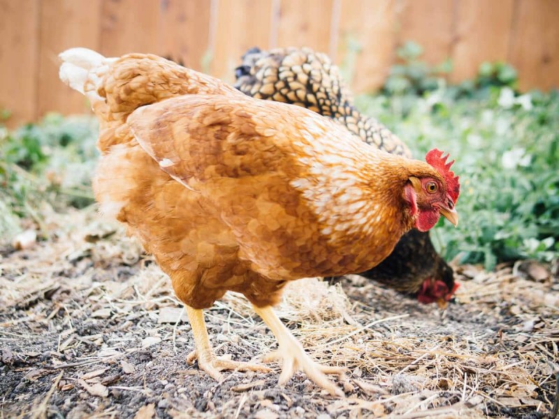Säkra din flock:9 beprövade metoder för att rovdjurssäkra ditt hönshus och springa 