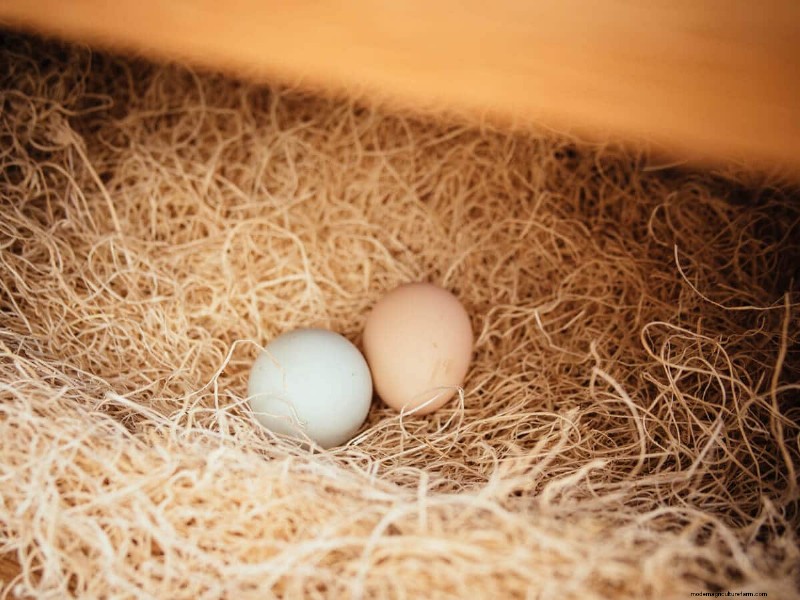 Säkra din flock:9 beprövade metoder för att rovdjurssäkra ditt hönshus och springa 