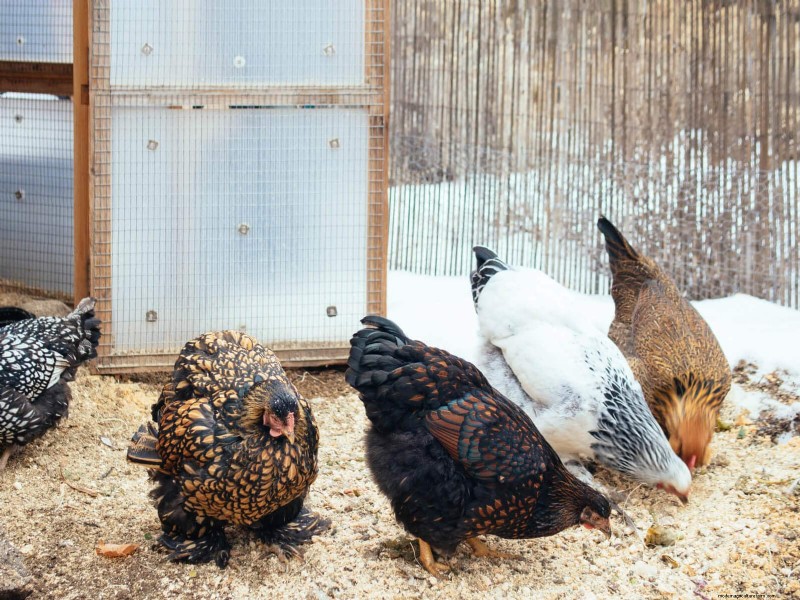 冬の鶏のケア:健康と生産性の維持 