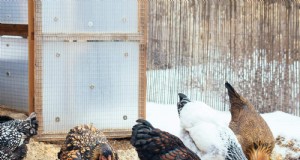Verzorging van winterkippen:behoud van gezondheid en productiviteit 