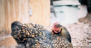 Erinnerung an Iman:Das Leben und Vermächtnis eines geliebten Cochin-Huhns 