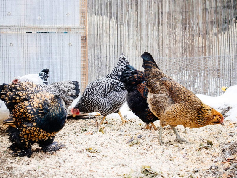 Garden Betty s 自家製全粒鶏飼料 - 大豆とトウモロコシを含まないオプション 