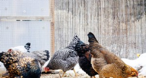 Alimento integral para pollo casero de Garden Betty s:opciones sin soja ni maíz 