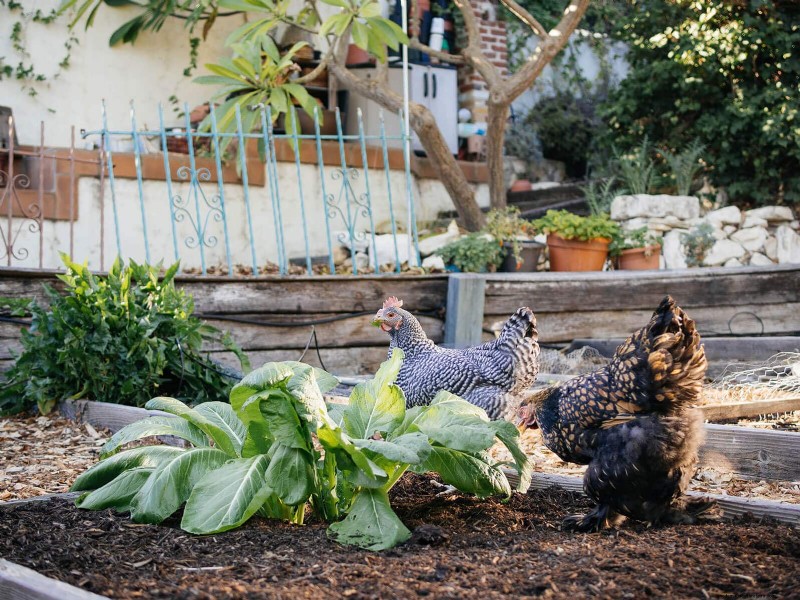 Garden Betty s 自家製全粒鶏飼料 - 大豆とトウモロコシを含まないオプション 