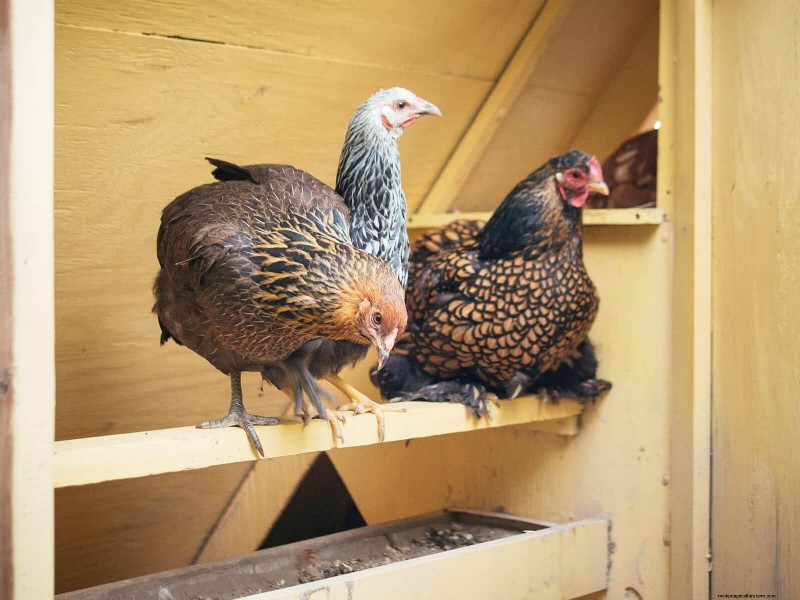 Garden Betty s 自家製全粒鶏飼料 - 大豆とトウモロコシを含まないオプション 