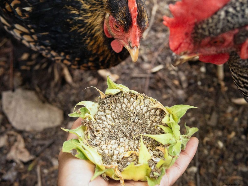 Garden Betty s 自家製全粒鶏飼料 - 大豆とトウモロコシを含まないオプション 
