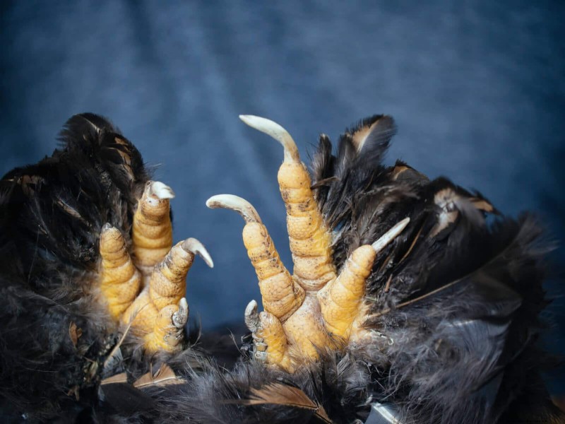 Gids voor het trimmen van kippenteennagels:een essentiële kuddegezondheid 